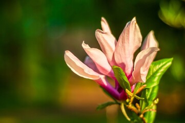 A stunning saucer magnolia flower is highlighted by the afternoon sun in a lush garden.