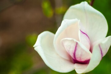 A pristine magnolia flower unfolds its delicate petals, revealing its beauty in a close-up view.