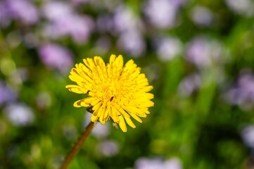A sunlit dandelion flower blooms vibrantly in a field of soft purple wildflowers and green grass.