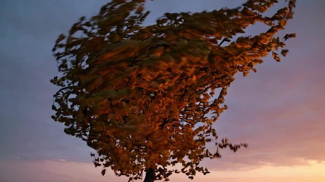 A video captures a low-angle view of a tree swaying in the wind at sunset, with dramatic lighting and a dynamic, natural atmosphere.