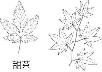 Fototapeta premium 甜茶の線画