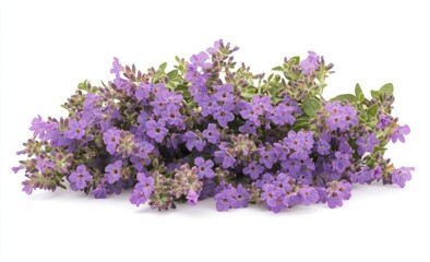 Purple Lavender Flowers Bunch White Background Floral Still Life