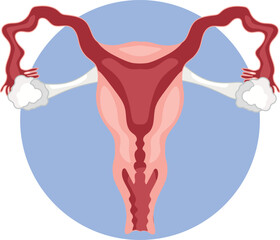 Normal healthy uterus without any underlying pathology