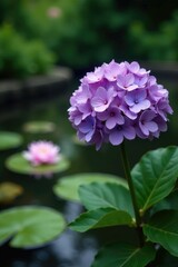 Fototapeta premium Purple hydrangea bloom in a garden near a pond with water lilies, purple, waterlilies
