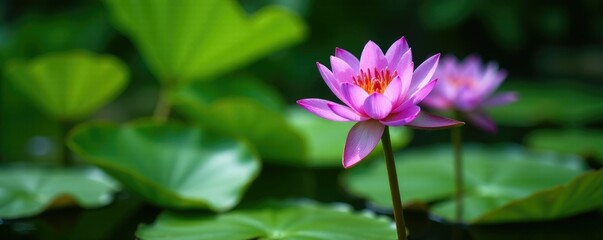 Purple water lily flowers blooming near lush green aquatic plants, blossoms, purple, garden