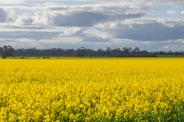 Bright Canola Field / Rapeseed field with a tree in a field of yellow. Victoria, Australia.