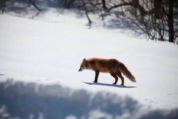 冬のキタキツネ