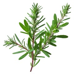 Fototapeta premium Fresh Rosemary Sprig Isolated on White