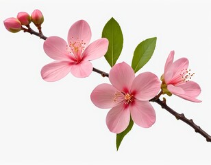 Obraz premium Pink Blossoms Branch