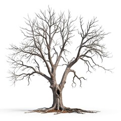 Fototapeta premium Bare Winter Tree Isolated on White Background