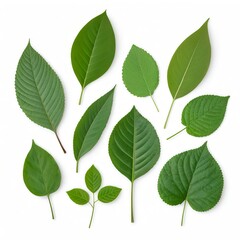 Naklejka premium Collection of Green Leaves Isolated on White Background