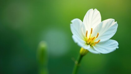 White corolla flower with visible yellow stamens on a green stem, bloom, spring, nature