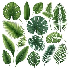Tropical Leaves Collection  Variety of Palm and Monstera Leaves