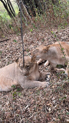 Two lions rest peacefully, side by side, embodying strength and companionship.