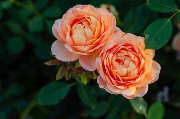 Delicate peach-colored roses in defocus, softly lit with a touch of purple in the background.