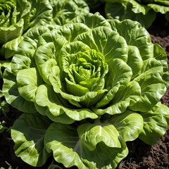 Obraz premium Fresh Green Lettuce Growing in Garden