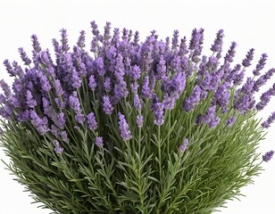 Obraz premium Lavender Bouquet on White Background