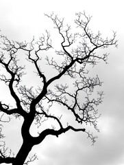 Silhouetted Leafless Tree Against Soft Sky Creates Striking Atmospheric Mood