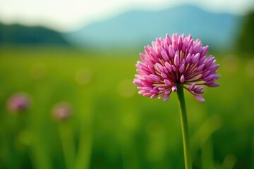 Obraz premium Wild leek flower Allium ampeloprasum in field, background, field flowers, grassland
