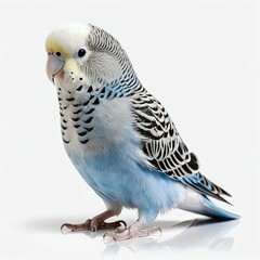 Fototapeta premium Blue and White Budgie Parrot on White Background