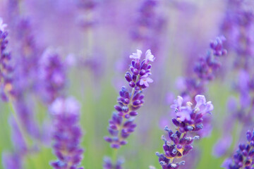 Purple lavender bloom in nature. Composition of nature. Summer blooming flower. Blooming flower field. Field of lavender. Lavender flower in summer. France Provence field. Lavender oil