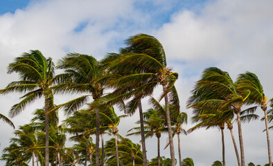 Palm tree on windy weather. Hurricane in Miami south beach, Florida. Palm tree in hurricane...