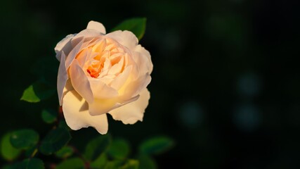 Soft sunlight illuminates a pale pink rose, its petals gently opening against a dark, natural backdrop.