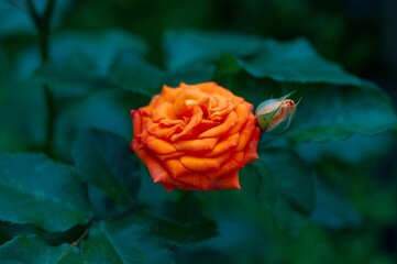 A single, fully bloomed orange rose with its bud, beautifully set against lush green foliage.