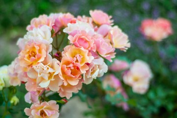A cluster of delicate peach and cream roses in full bloom, creating a charming floral display in a garden setting.