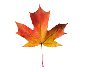 Fototapeta premium red sugar maple leaf leaves plant nature foliage stalk green tree transparent background 