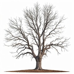 Bare Winter Tree Isolated on White Background