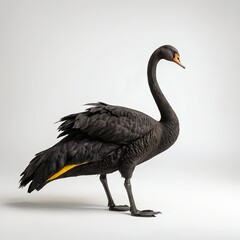 Fototapeta premium Black Swan in Profile against White Background