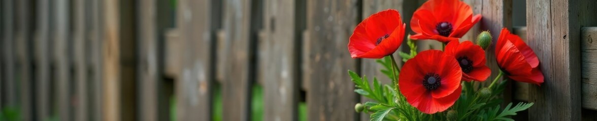 Fototapeta premium A bundle of fresh picked poppies against a rustic wooden fence in England, garden, countryside