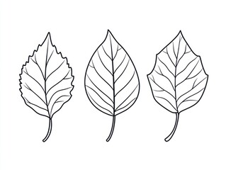 Obraz premium Three leaf illustrations, botanical, white background, educational use