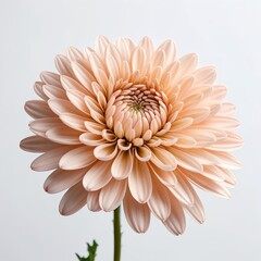 Peach Chrysanthemum Bloom