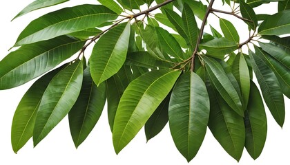 Lush Green Mango Leaves Branch Isolated on White
