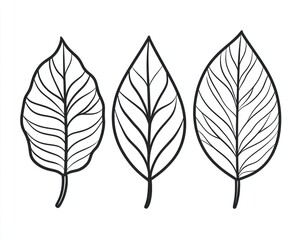 Obraz premium Three leaf line art illustrations, white background, nature design, website graphic