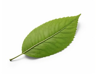 Obraz premium Single Green Leaf Isolated on White