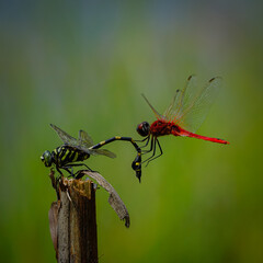 dragonfly on a branch