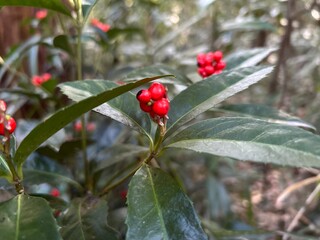 plant with red fruit