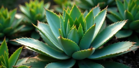 Fototapeta premium Mature maguey agave americana with thick stem and flat leaves, botany, foliage