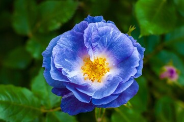 A stunning blue rose in full bloom, its petals unfurling to reveal a vibrant golden stamen. The...