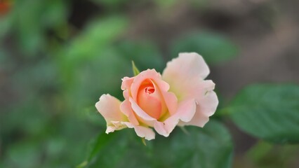 Close-up view of a delicate peach-colored rosebud gently opening, showcasing its soft petals and a subtle fragrance.