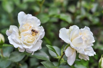 A honeybee diligently collects nectar from a pristine white rose, its petals gently unfurling in the warm sunlight.