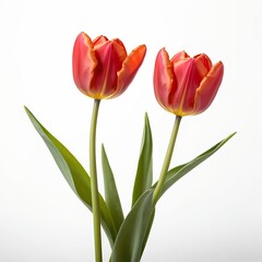 Obraz premium Two Red and Orange Tulips on White Background