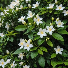 Fototapeta premium Lush White Flowers and Green Leaves