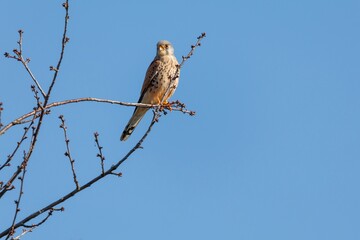 Turmfalke
