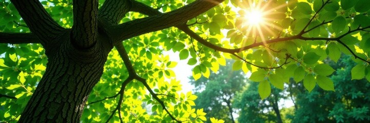 Obraz premium Sunlight dappled oak canopy, lush green leaves, view, environment, high angle