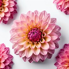 Fototapeta premium Pink Dahlia Flower Close-up