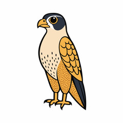 peregrine falcon bird